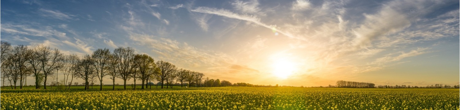 Looking Ahead Clubhouse